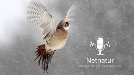 Den første fasanjagt