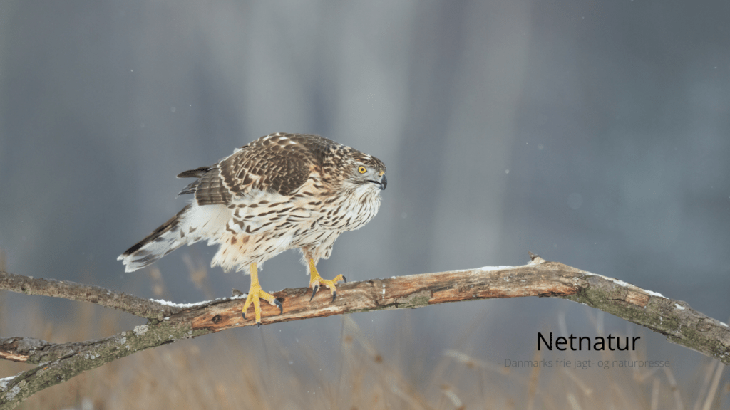 Jægere og fuglekiggere udvider samarbejdet