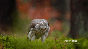 Duehøgen – skovenes grå eminence Duehøgen - skovenes grå eminence