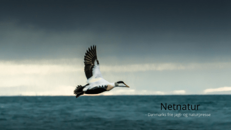 Ederfuglen - Danmarks største dykand