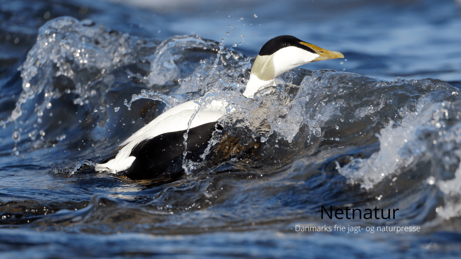 Miljøstyrelsen ser på kitesurfing i reservater Miljøstyrelsen ser på kitesurfing i reservater