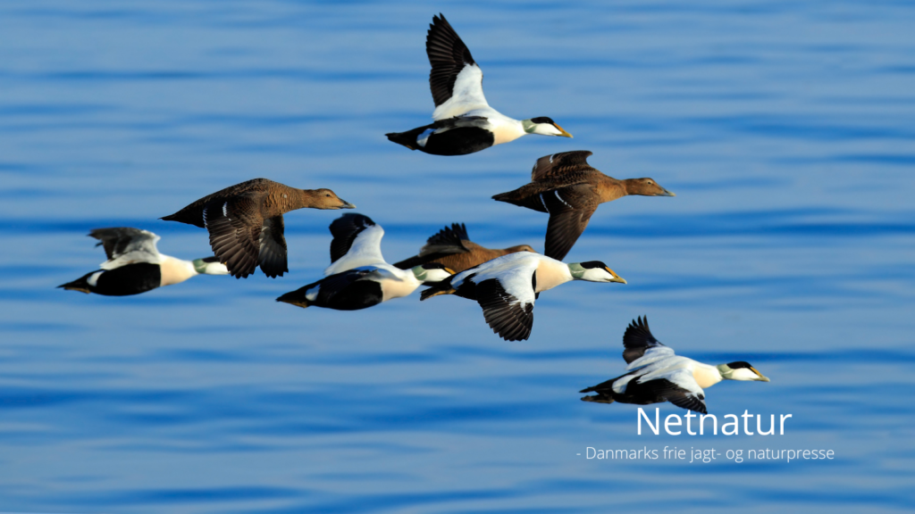 Borgmester vil kende restriktioner før ja til nationalpark