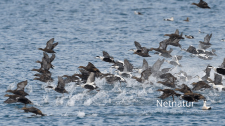 DOF om jagt og jagtpolitik