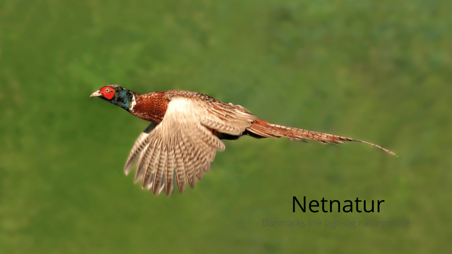 Under 100 godser bag ”industrijagt”