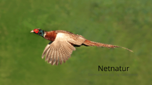 Under 100 godser bag ”industrijagt”