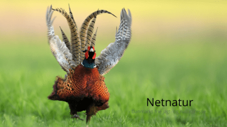 Henning Kørvel: Drop indberetning af udsætning