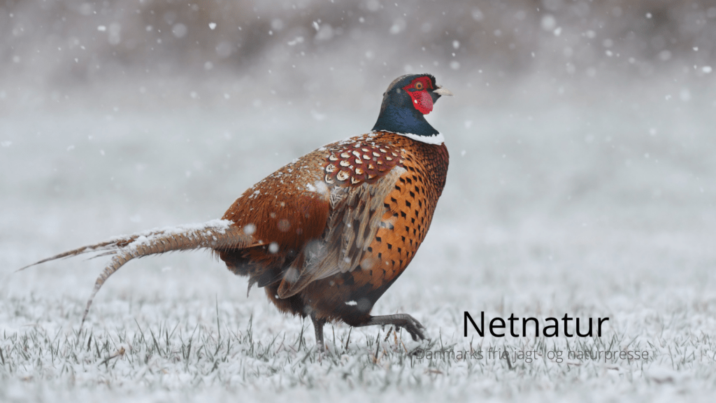 Danmarks Jægerforbund trækker sig fra Bæredygtig Jagt