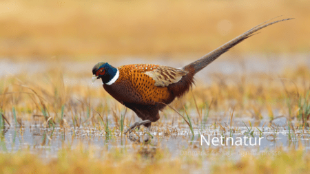 2.700 syge syddanske fasaner aflivet 