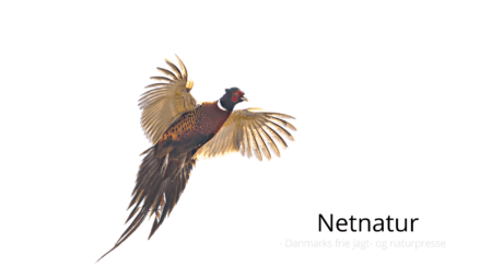 Fasaner på nedtur Fasaner på nedtur