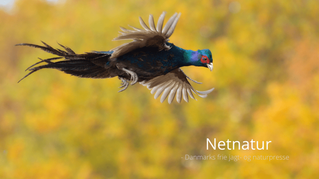 Udsætning: Regler for indberetning