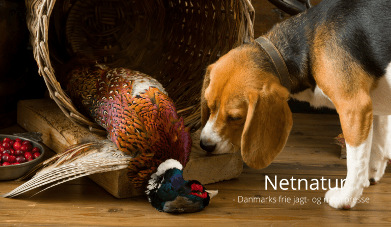 Lav nemt en dejlig fasanragout Fasan - ragout