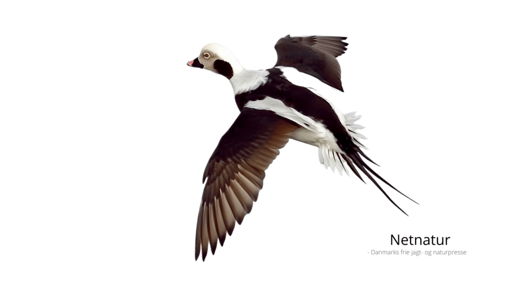 Havlitten - havets helt suveræne dykand