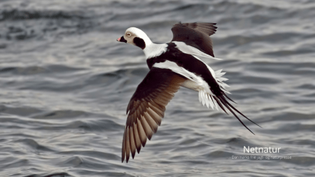 Havlit: Skal arten fortsat være fredet?