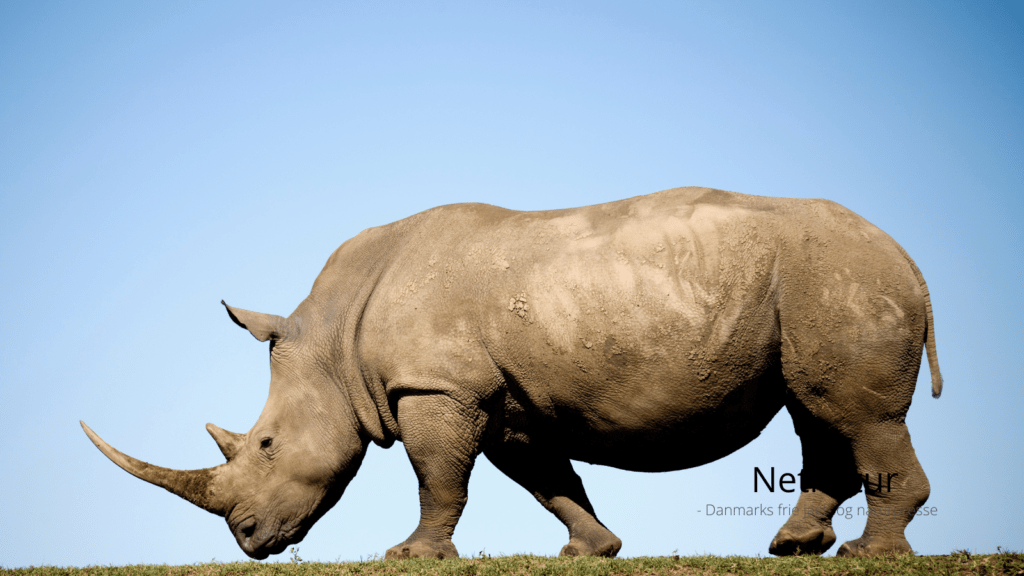 Hvilken vej blæser vinden for Afrikas sidste næsehorn? 