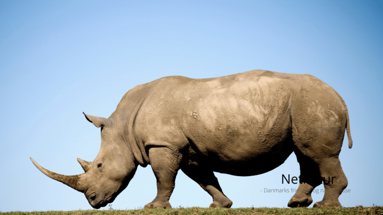 Hvilken vej blæser vinden for Afrikas sidste næsehorn? 