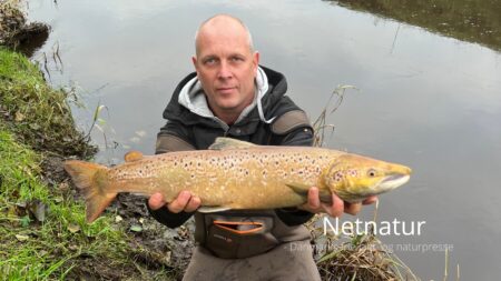 Tre gange nordjysk lakseeventyr