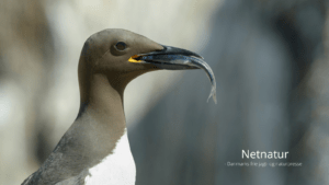 Lomvie – Nordens pingvin Lomvie - Nordens pingvin