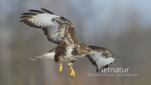 Musvågen – Danmarks mest udbredte rovfugl Musvågen - Danmarks mest udbredte rovfugl