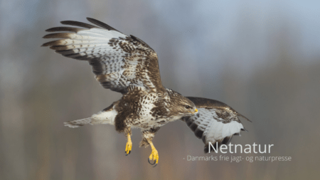 Musvågen - Danmarks mest udbredte rovfugl