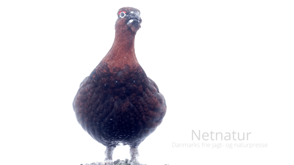 Grouse i Danmark i 50 år