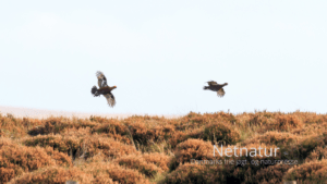 Grouse showing på film