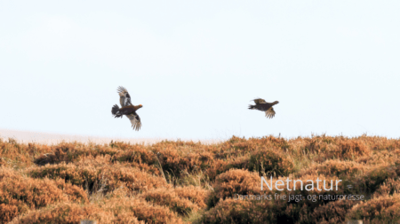 Grouse showing på film