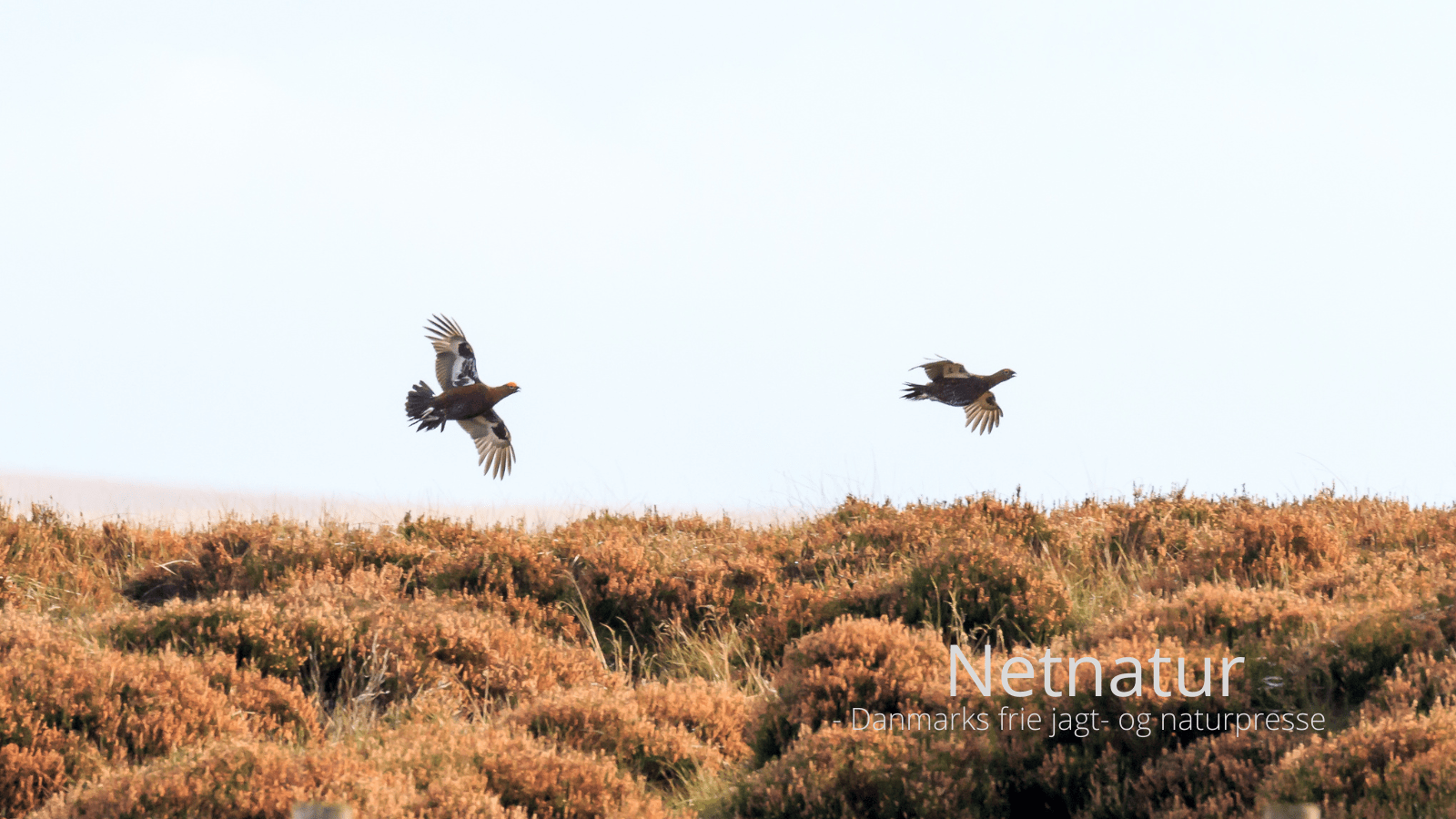 Grouse showing på film