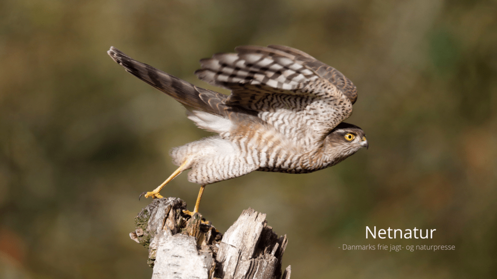 Spurvehøgen – luftrummets F16-jager Spurvehøgen - luftrummets F16-jager
