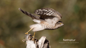 Spurvehøgen – luftrummets F16-jager Spurvehøgen - luftrummets F16-jager