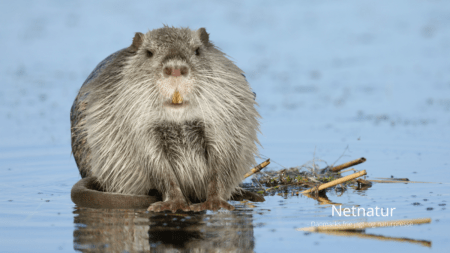 Sumpbæveren er kommet til Danmark Sumpbæveren er kommet til Danmark