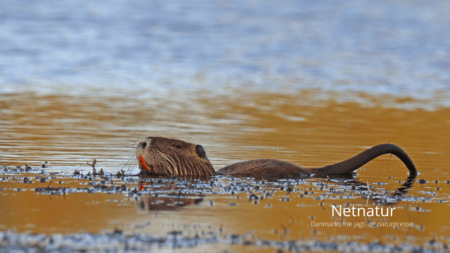 Sumpbæveren – invasiv men endnu ikke udbredt i Danmark Sumpbæveren - invasiv men endnu ikke udbredt i Danmark