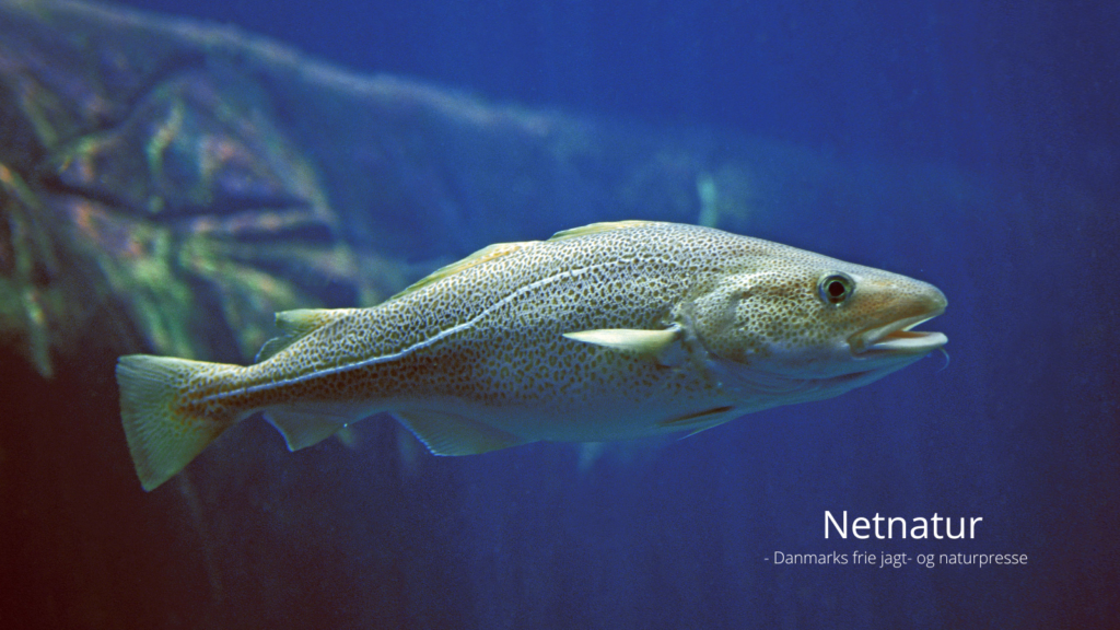 Torsk og ålegræs: Er overfiskeri årsag til ålegræs-katastrofen?