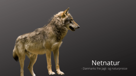 Trafikdræbt ulvelignende dyr er nu identificeret Trafikdræbt ulvelignende dyr er nu identificeret