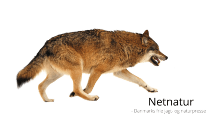 Fremover bliver det meget nemmere at skyde ulve