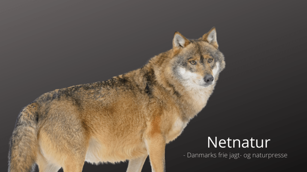 Endnu en påkørt ulv? Endnu en påkørt ulv?