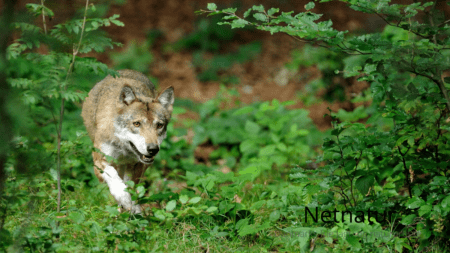 100 ulve er ikke nok