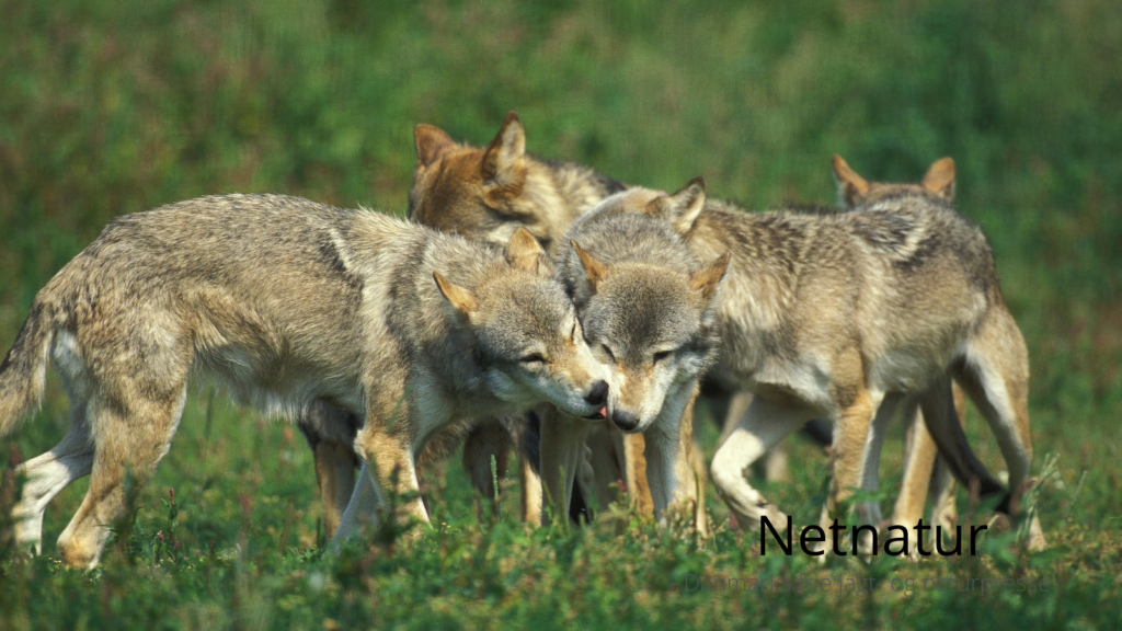 Advarsel: Fodring af ulv er meget uheldig
