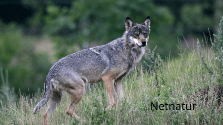 Ulve i Danmark: Stigning på 150%