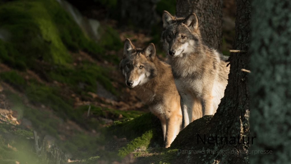 Nyt ulvepar i Nordjylland