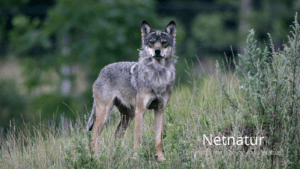 Månedlig status fra ulveovervågningen i Danmark