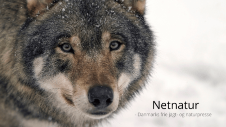 Undgå fodring og hold ulvene ude af haverne