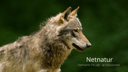 Ponydræber stadig på fri fod