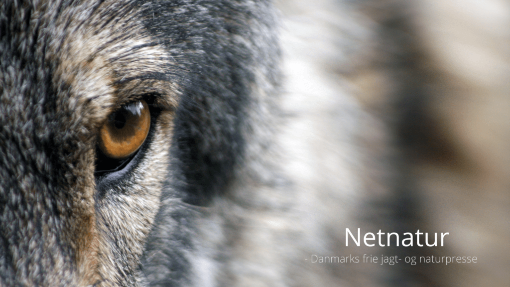 Ulveaktivister anholdt