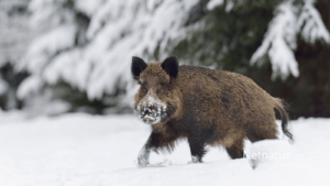 Vildsvinehegn: Dansk naturpolitik som trendsetter