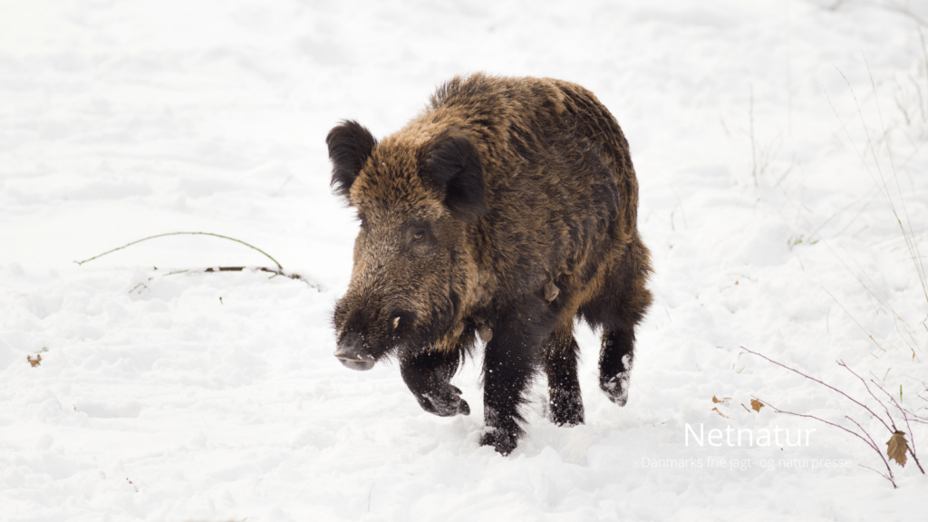 SCI: Fremtiden ser lys ud for jægere og lystfiskere med den nye Trump-administration