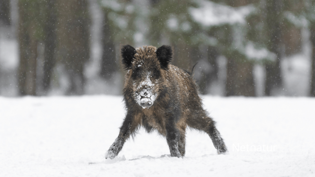Vildsvin i Sverige atter i søgelyset