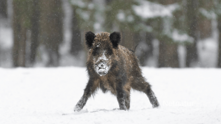Vildsvin i Sverige atter i søgelyset
