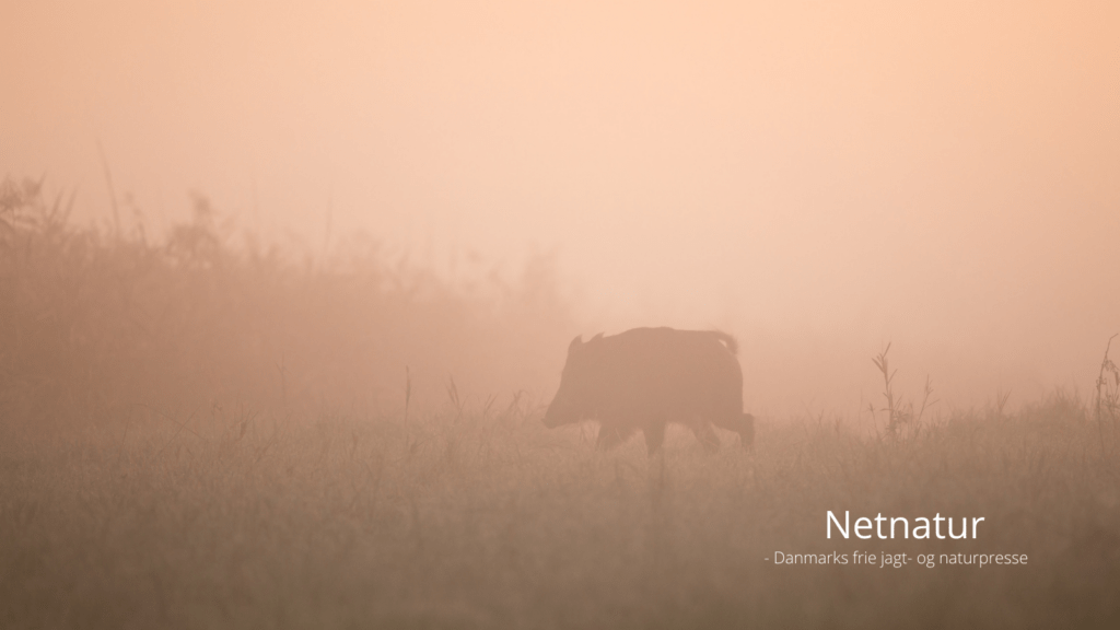 Den danske jæger, der skød tre stykker højlandskvæg, har modtaget dom