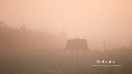 Den danske jæger, der skød tre stykker højlandskvæg, har modtaget dom