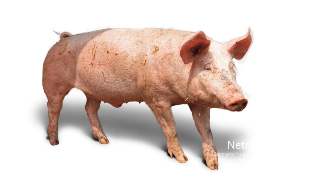 Griselyde afkodes: Udtrykker stress og smerte